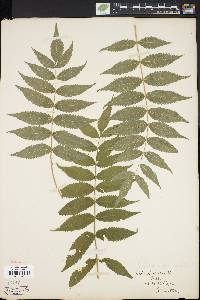 Sorbaria sorbifolia image