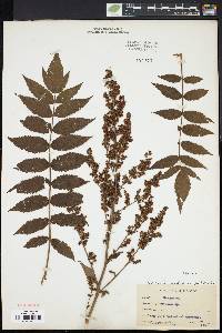 Sorbaria sorbifolia image