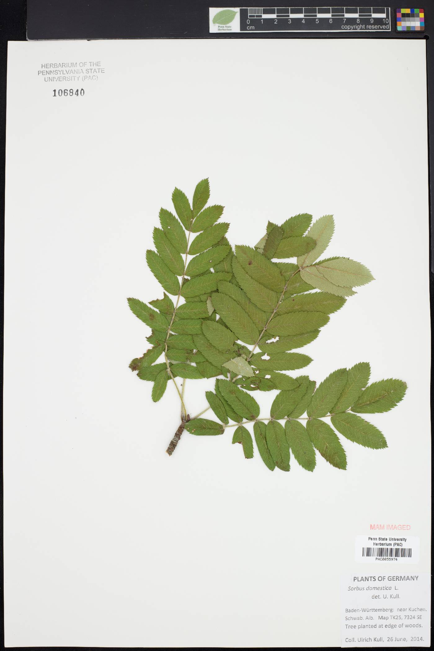 Sorbus domestica image