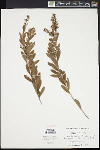 Spiraea alba image