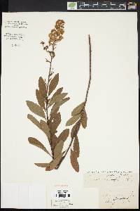 Spiraea alba image