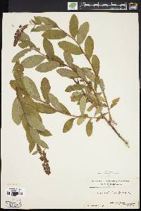 Spiraea alba image