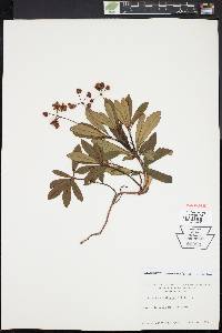 Chimaphila umbellata image