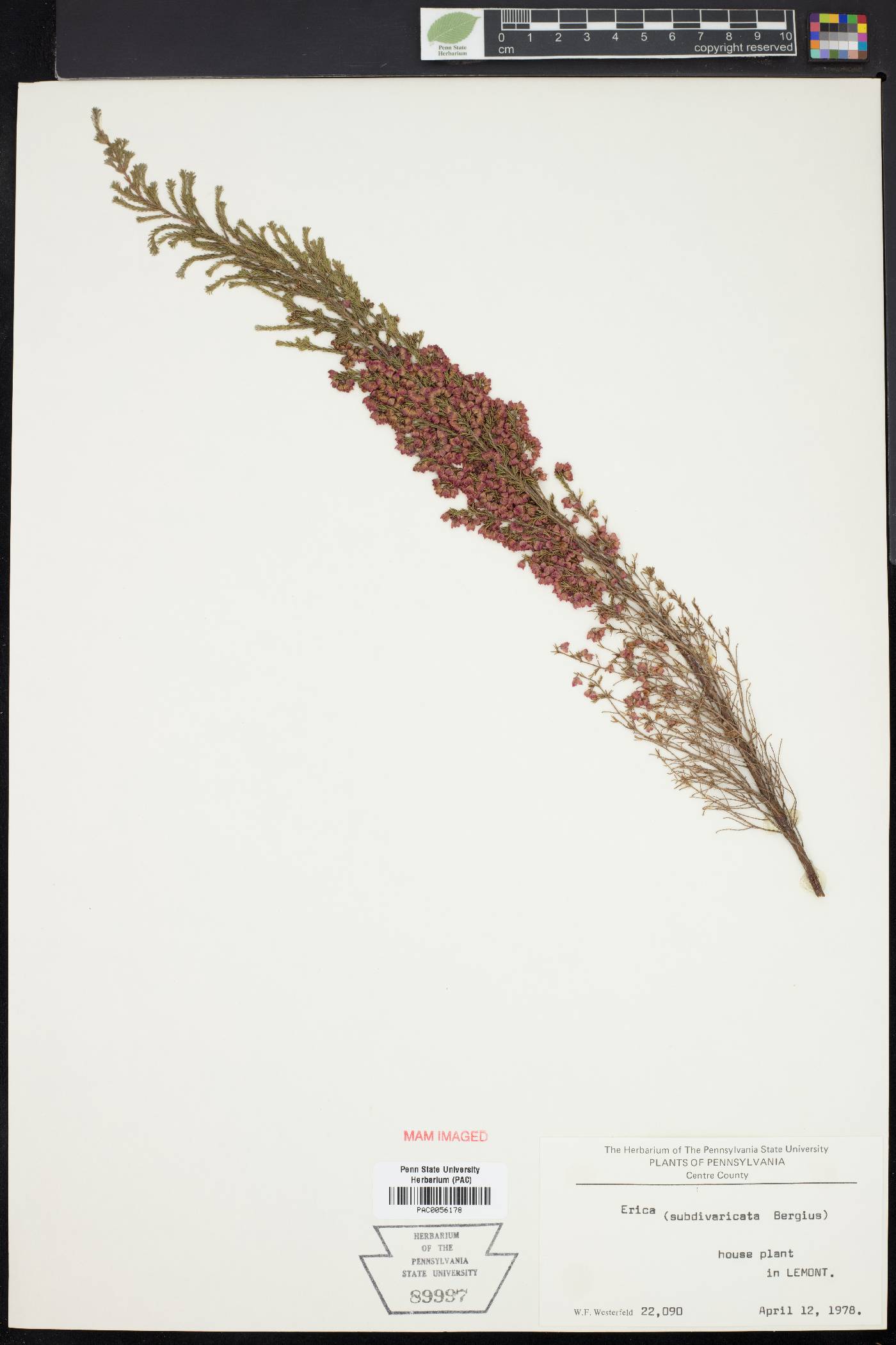 Erica subdivaricata image