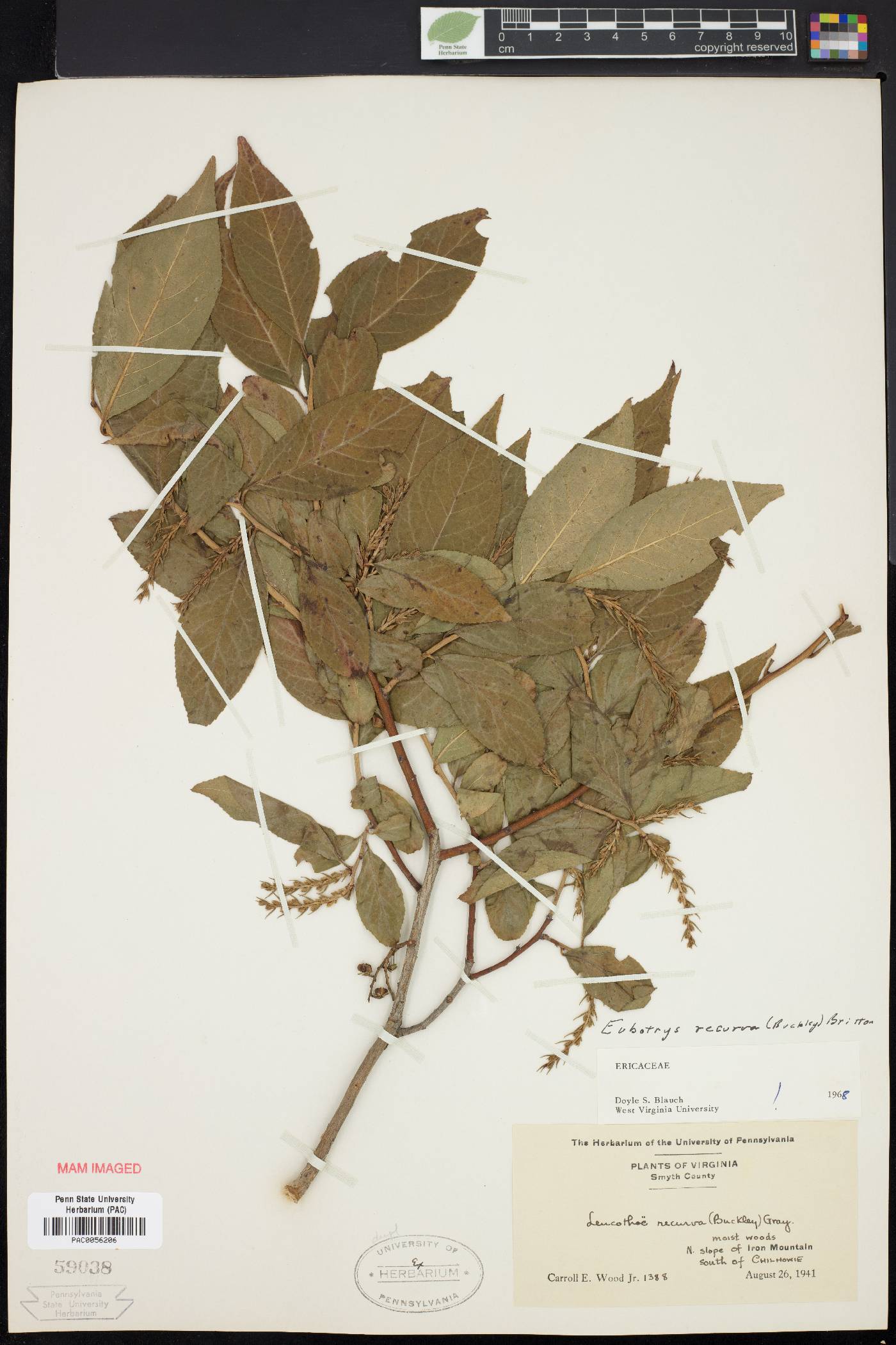 Eubotrys recurva image