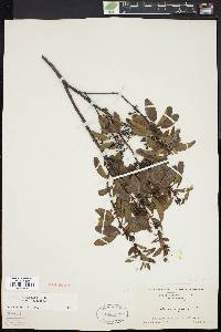 Kalmia angustifolia image