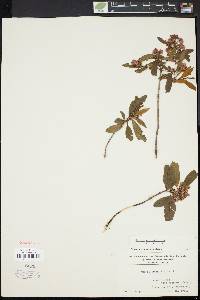 Kalmia angustifolia image