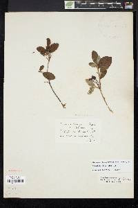 Rhododendron pilosum image