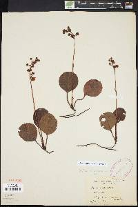 Pyrola americana image