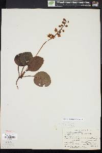 Pyrola americana image