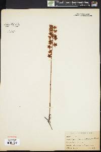 Pyrola americana image