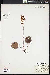 Pyrola americana image