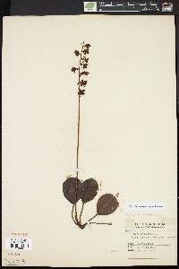 Pyrola americana image