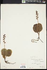 Pyrola elliptica image