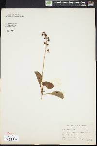 Pyrola elliptica image