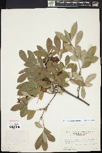 Rhododendron arborescens image