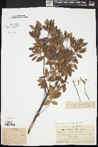 Rhododendron canadense image