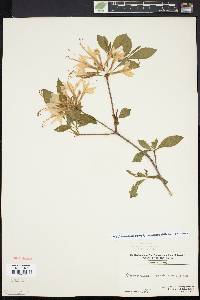 Rhododendron periclymenoides image