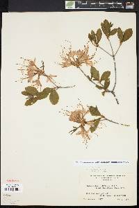 Rhododendron periclymenoides image