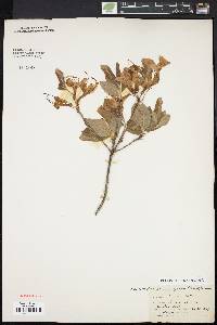 Rhododendron periclymenoides image