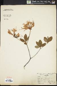 Rhododendron periclymenoides image