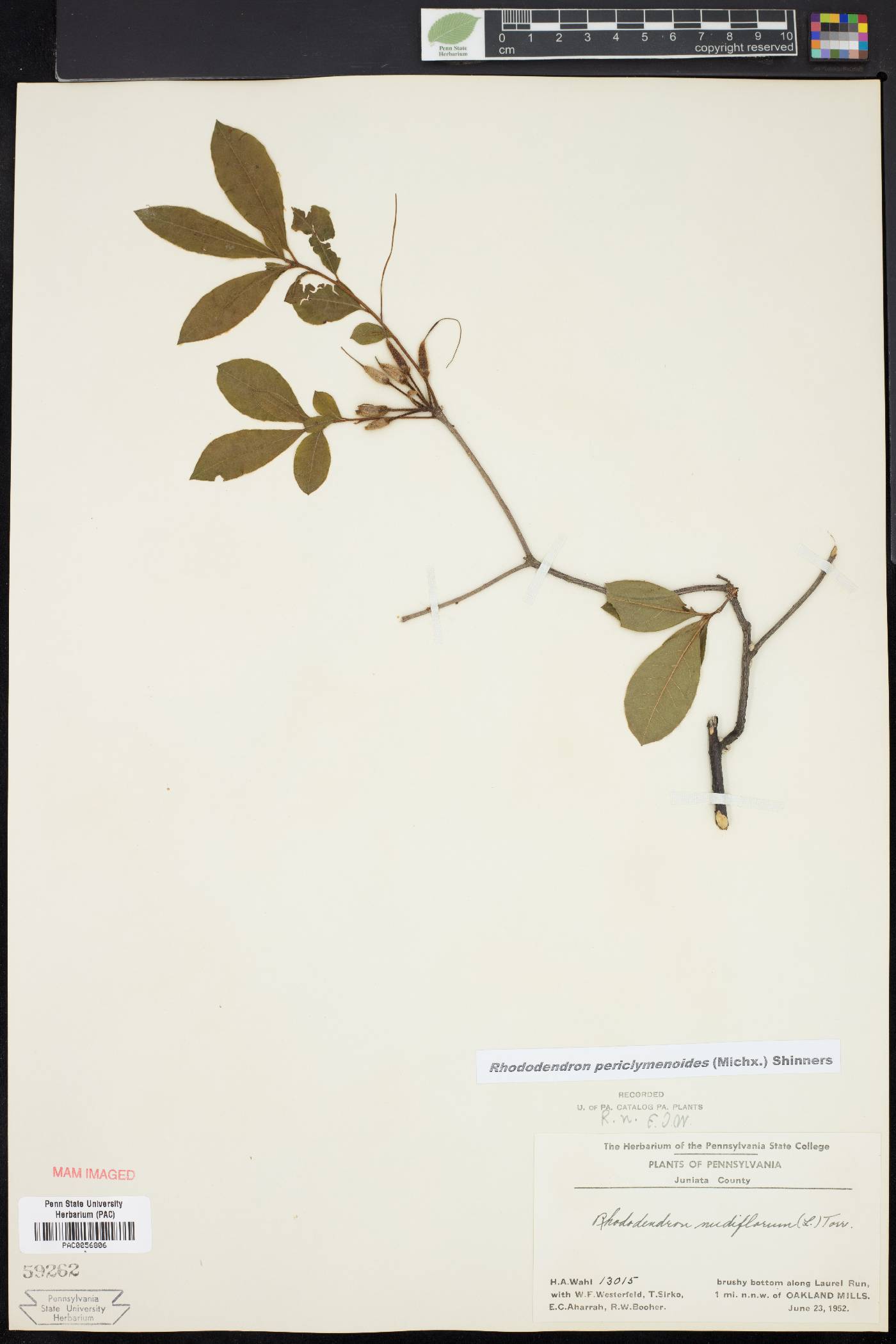 Rhododendron periclymenoides image