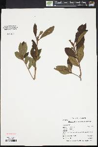 Rhododendron periclymenoides image