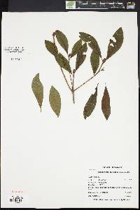 Rhododendron periclymenoides image