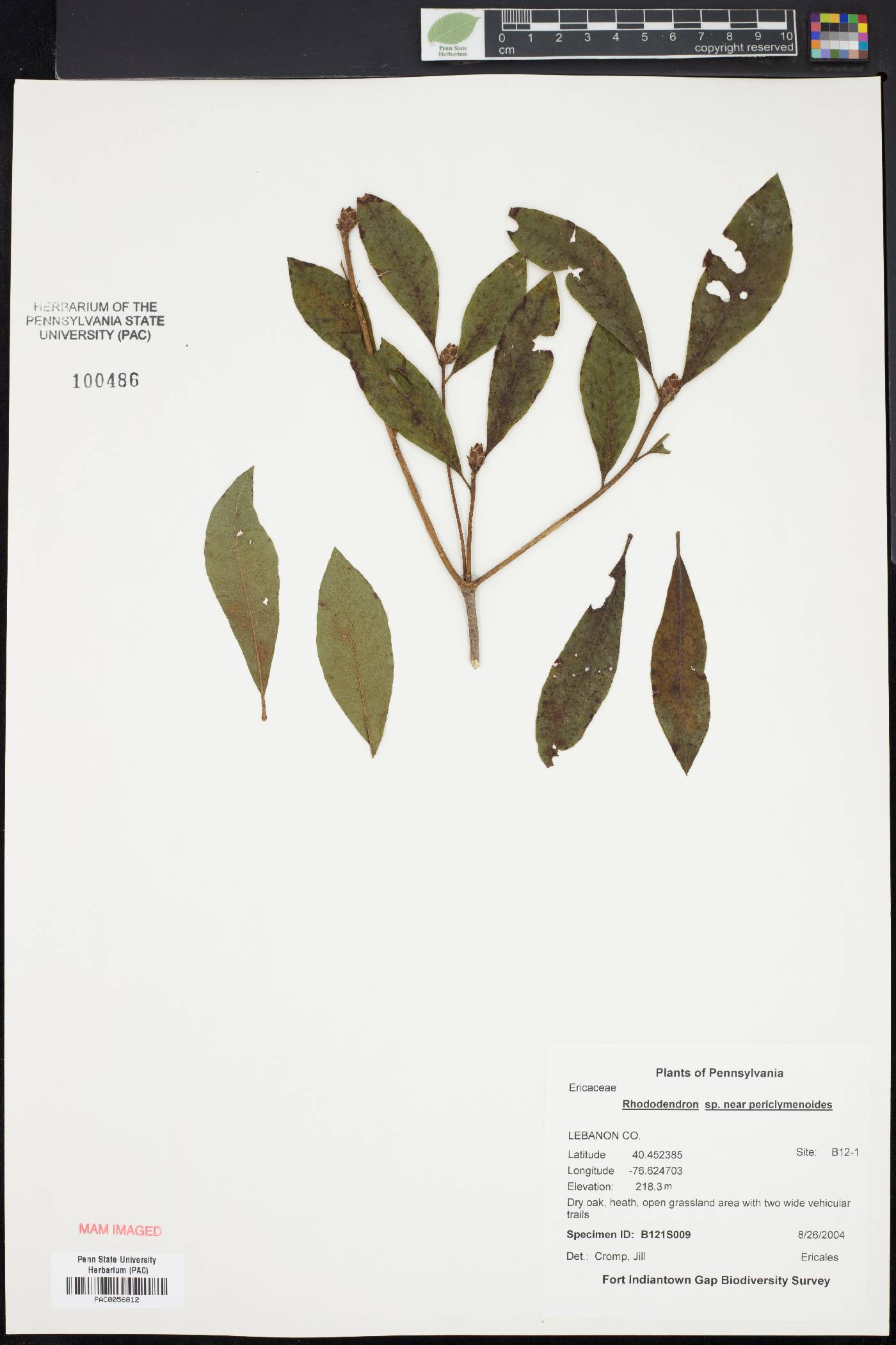 Rhododendron periclymenoides image