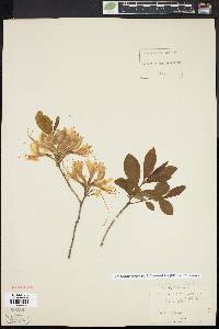 Rhododendron periclymenoides image