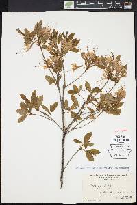 Rhododendron periclymenoides image