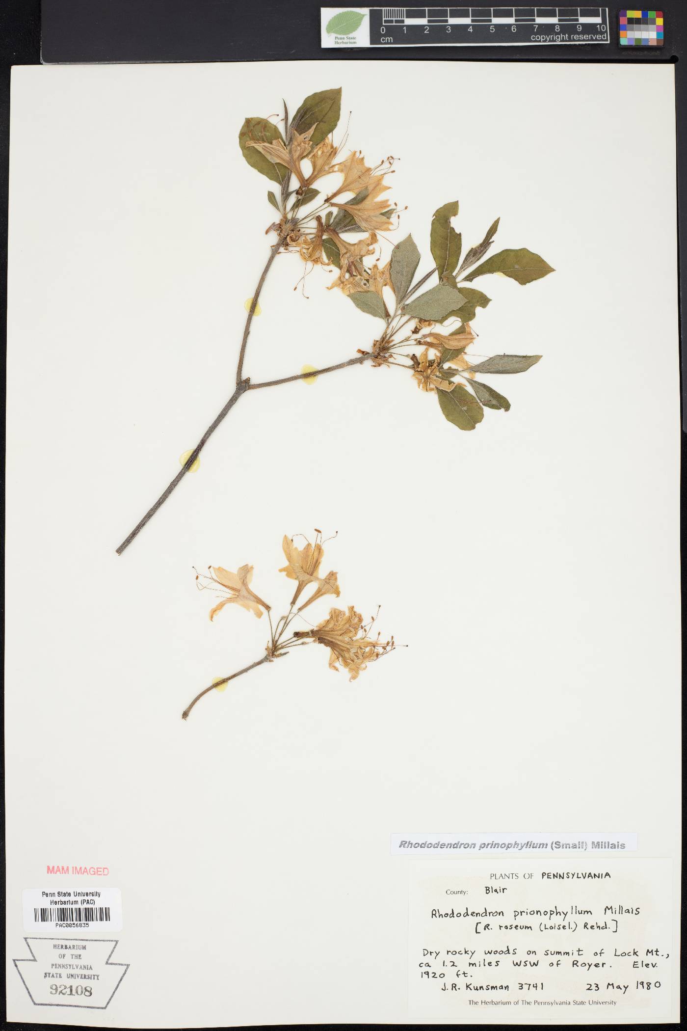 Rhododendron prinophyllum image