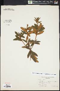 Rhododendron groenlandicum image