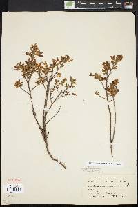 Vaccinium angustifolium image