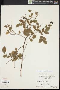 Vaccinium angustifolium image