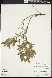 Vaccinium angustifolium image