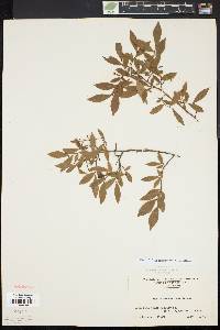 Vaccinium angustifolium image