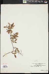 Vaccinium angustifolium image