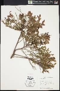 Vaccinium angustifolium image