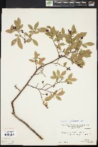 Vaccinium angustifolium image