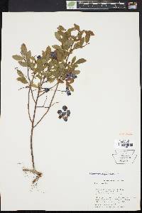 Vaccinium angustifolium image