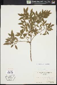 Vaccinium angustifolium image