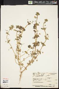 Lysimachia arvensis image