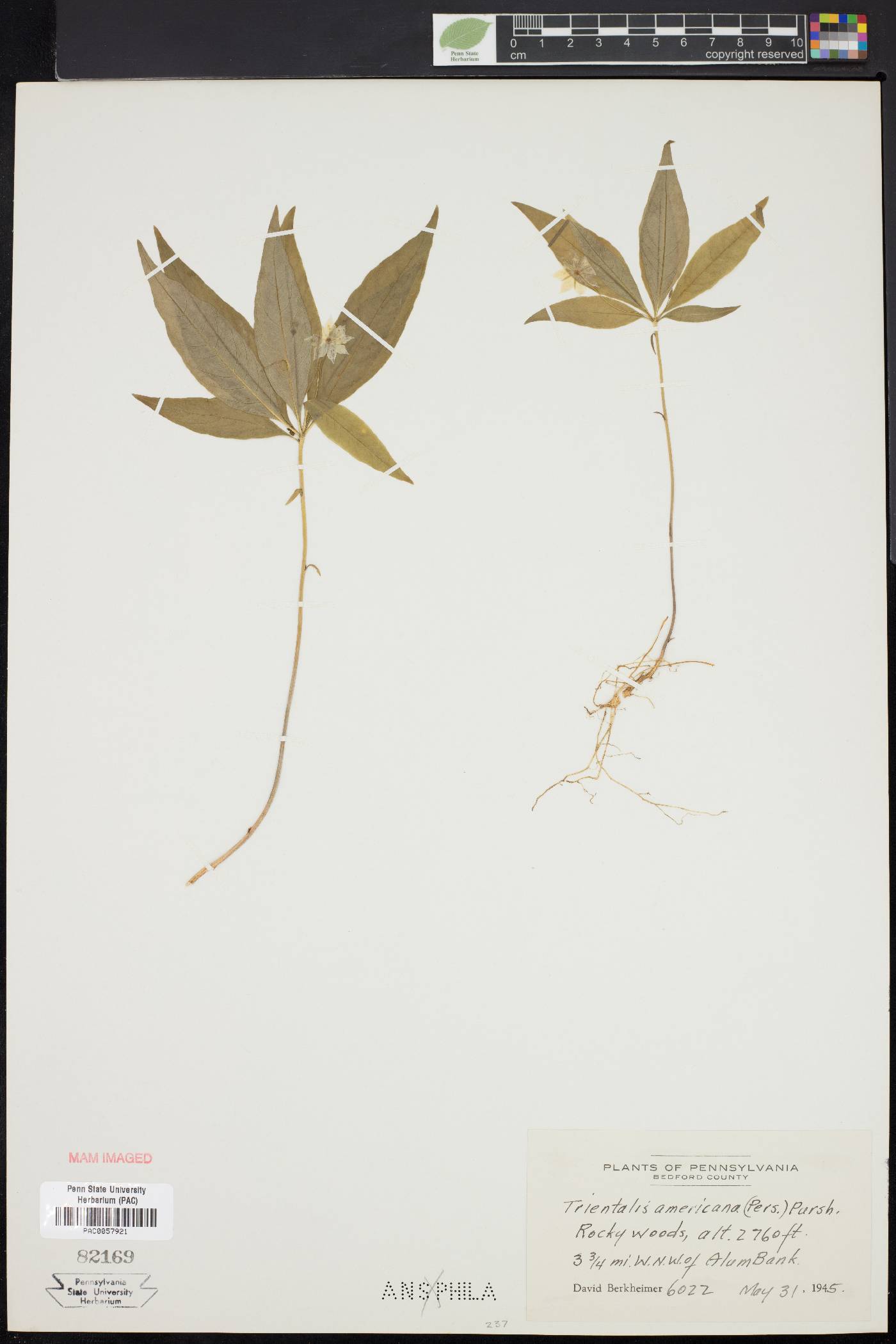 Trientalis americana image