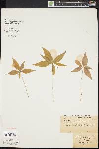 Trientalis borealis image