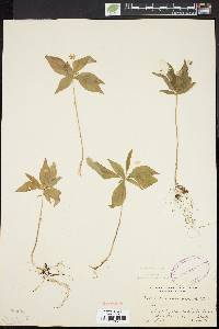 Trientalis borealis image