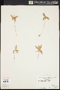 Trientalis borealis image