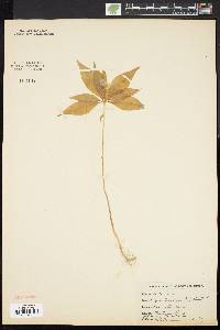 Trientalis borealis image