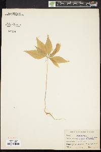 Trientalis borealis image