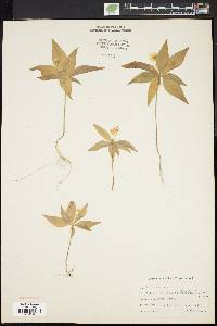 Trientalis borealis image